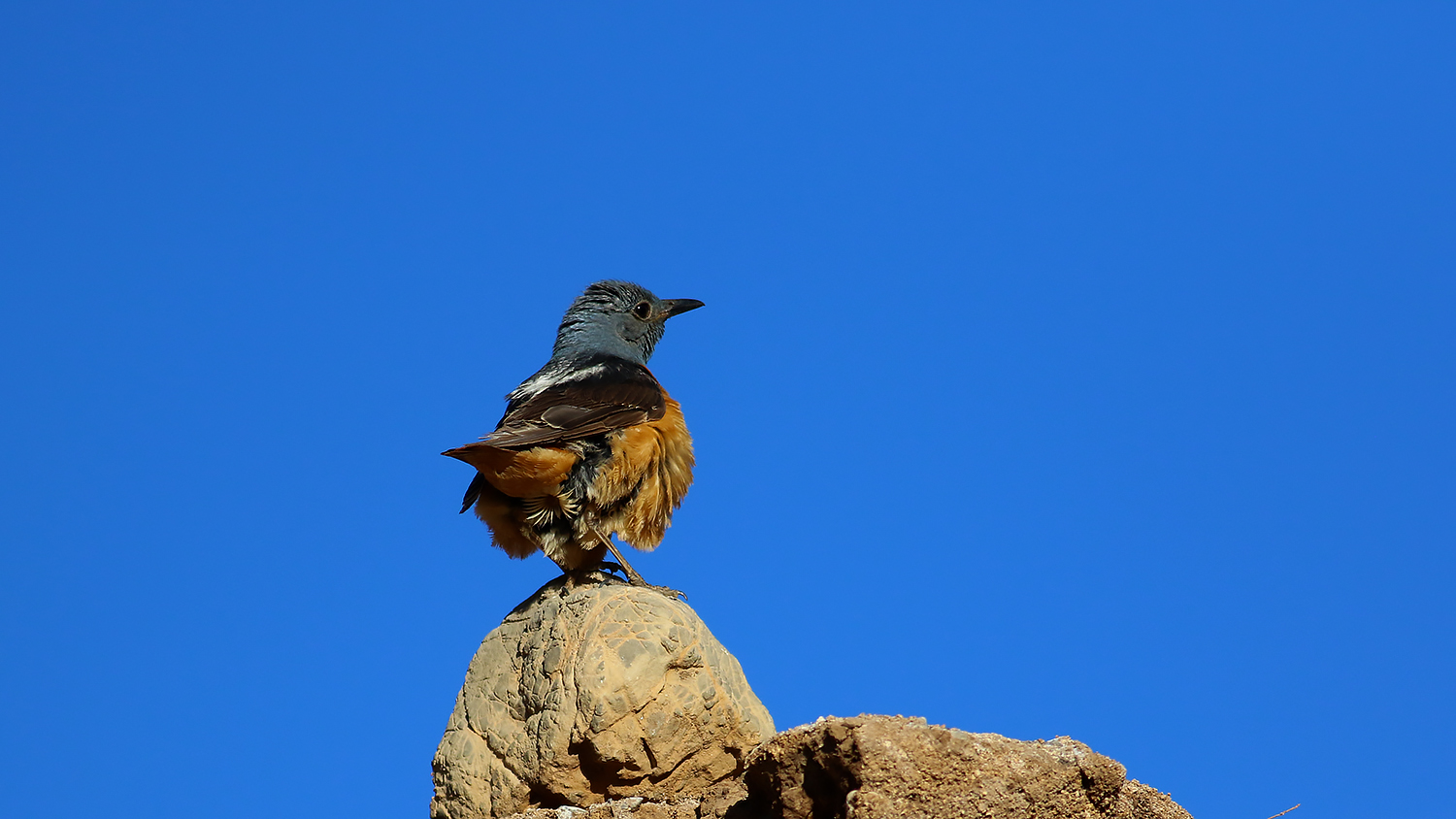 Rufous-tailed Rock-Thrush